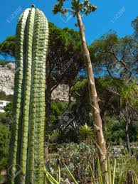 Humidity is another factor to take into consideration. San Pedro Cactus With A Background Full Of Trees There Is A Stock Photo Picture And Royalty Free Image Image 141531185