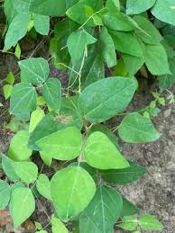 Image result for Amphicarpaea