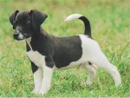 Black And Tan Jack Russell Terrier Puppy A Grey With White Jack A Bee Is Standing In Grass With Its Tail Up Hybrid Dogs Mixed Breed Puppies Puppies And Kitties