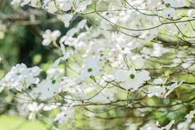 Smell the flowers, such as those on an american plum tree. Flowering Dogwood Cornus Florida In Arboretum Tesarske Mlynany Slovak Republic Springtime Scene Stock Photo Picture And Royalty Free Image Image 121475517