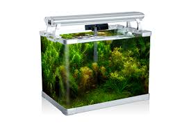 Our aquarium selection is unmatched by anyone in arizona. Aquarium Tank