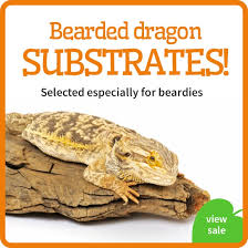 Bearded Dragon Housing Enclosure Requirements Reptile Centre