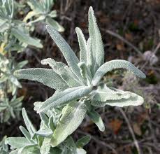 Image result for Salvia stenophylla