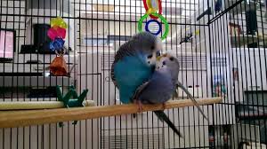 Guide To Breeding Parakeets Lovetoknow