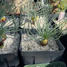 Image result for Gethyllis