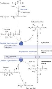 Image result for Fatty Acid
