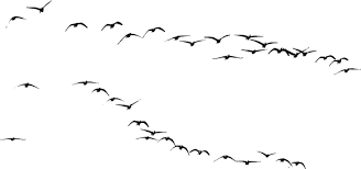 Birds Flying In The Sky Png Flock O Birds Precut Png 2 By Fictionchick Deviantart Com On Deviantart Flying Birds Images Birds Flying Png