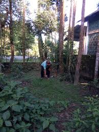 As agarwood became popular, a lot of people in china's mainland would come over and log the trees and sell them. If This Tree In Assam Is Cultivated It Can Lead To An Income Of 57 Lakh Youth Ki Awaaz