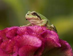 Japanese Tree Frog Life Expectancy