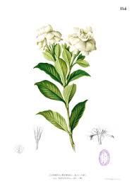 Image result for Gardenia imperialis