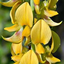 Image result for Crotalaria capensis