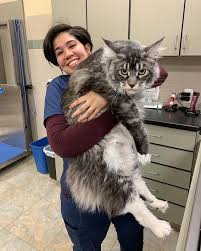 My Mom S Big Cat Bob Aww