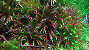 Image result for Blyxa