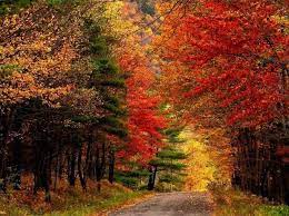 5 Scenic Drives In The Catskills To Take During Fall Season Fall Foliage Map Scenic Autumn Scenery