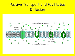 Nutrient Uptake And Transport Sem 2 Sodium Potasium