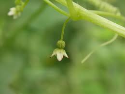 Image result for Cucumis bryoniifolius