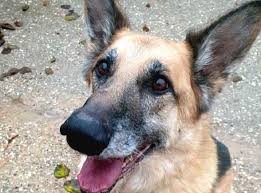 Max Find A Pet Rspca Org Uk Pet Max German Shepherd Colors Pets