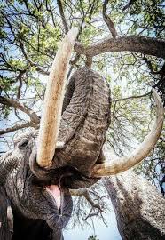 Novosti Elephant Photography Elephant Elephants Photos