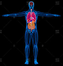 Esophagus, stomach, liver, pancreas, small intestine, large intestine, rectum, and anus. Male Body Organs Stock Photos Offset