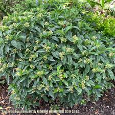 Image result for Psychotria ceratoloba