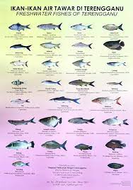 Peningkatan produksi budidaya ikan di kolam air tawar cukup cepat, yang berkisar 11 persen setiap tahun. Ikan Ikan Air Tawar Di Pejabat Perikanan Daerah Dungun Facebook