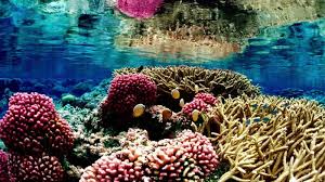 Resultado de imagem para wallpapers of corals
