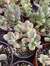 Image result for Cuviera tomentosa