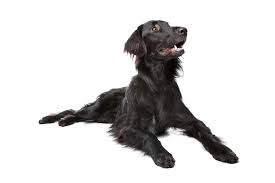 These retrievers look very similar to golden retrievers but have slightly shorter hair. Flat Coated Retriever Hunde Rassen Information Omlet