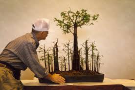 To me, either the trees are too tall or the slab is too short. Oval Or Rectangle Cypress Forest Bonsai Nut