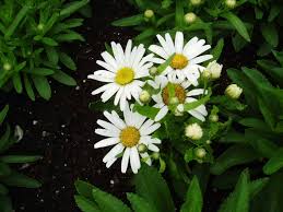 Attractive in butterfly gardens, cutting gardens or combined with other perennials or annuals. Shasta Daisy Snow Lady All America Selections