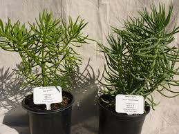 Image result for Senecio letouzeyanus