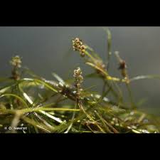 Image result for Potamogeton trichoides