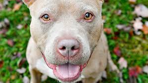 York Suburban's Korn named PSAC West Pitcher of the Year for Seton Hill