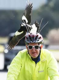 Magpie's attacking frenzy captured on gopro attached to a cyclist's helmet. Geelong Magpie Location Swooping Season In Full Flight Geelong Advertiser