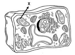 Maybe you would like to learn more about one of these? Contoh Soal Struktur Fungsi Susunan Kimia Sel 1 Idschool