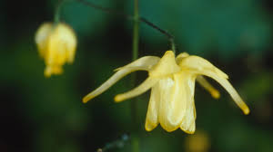 Image result for Berberidaceae