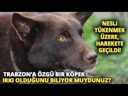 Nesli Tukenmekte Olan Zerdava Kopegi Icin Harekete Gecildi Youtube