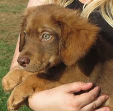 Maybe you would like to learn more about one of these? Adopt A Pet Petsmart Charities