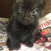 Pin By Claudette Bronson On Please Love And Save These Animal In 2020 Cat Adoption Animals