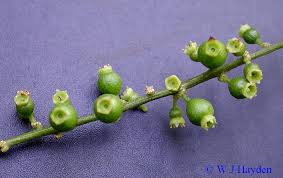 Image result for Gouania scandens