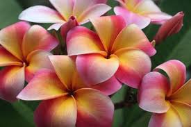 Can A Plumeria Change Color Plumeria Flowers Plumeria Love Flowers