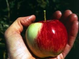 Maybe you would like to learn more about one of these? Why Are Apples Red Quora