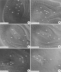 Image result for Behniaceae