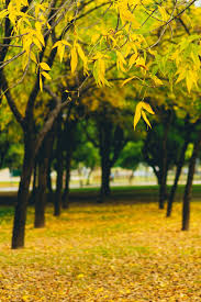 Nature backgrounds are probably the most popular, and it's easy to see why. Yellow Leaves In Autumn All Of The Yellow Things Background For Photography Blur Photo Background Dslr Background Images