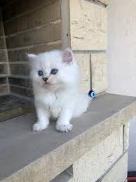 Beyaz British Longhair Ve Silver Shorthair Istanbul Ici Kedi Satis