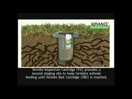 How long does it take for termite bait to work? Aggro Presents The Advance Termite Baiting System By Basf Youtube