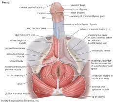 Glans penis | anatomy | Britannica