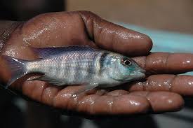 Тази статия за животно все още е мъниче. File Placidochromis Electra Chambo Jpg Wikimedia Commons