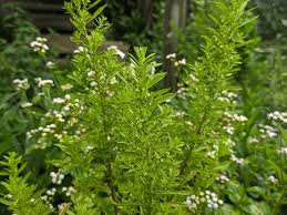 Image result for Dysphania