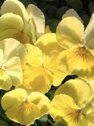 Pin On Pansies